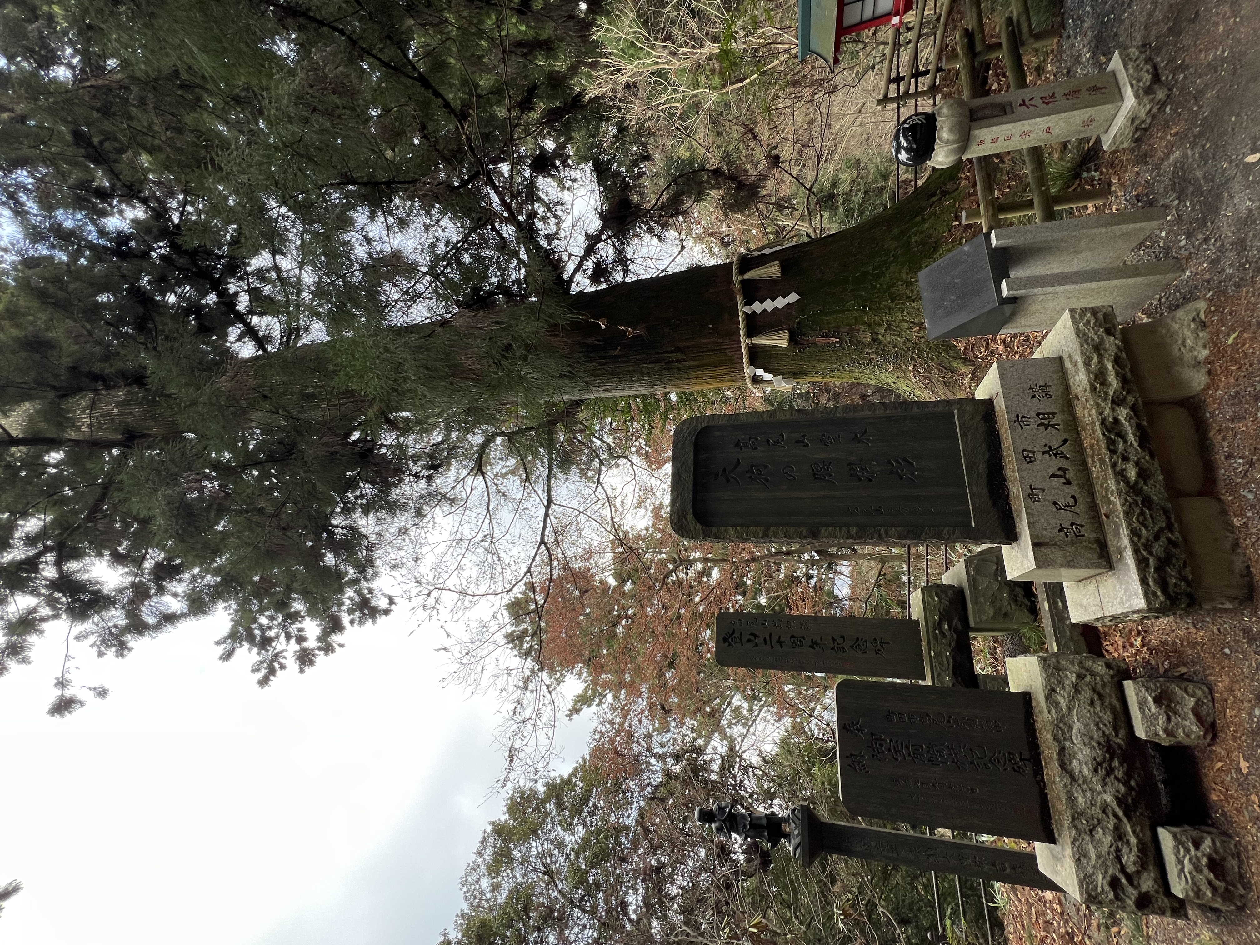 天狗の腰掛杉
