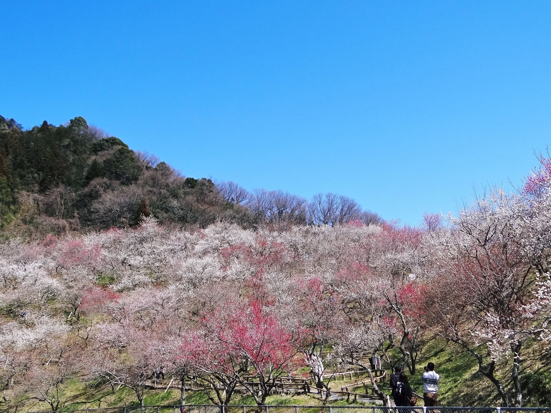 高尾山梅まつり