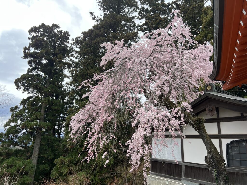 2025-04-06 12.00.51 仁王門の枝垂れ桜