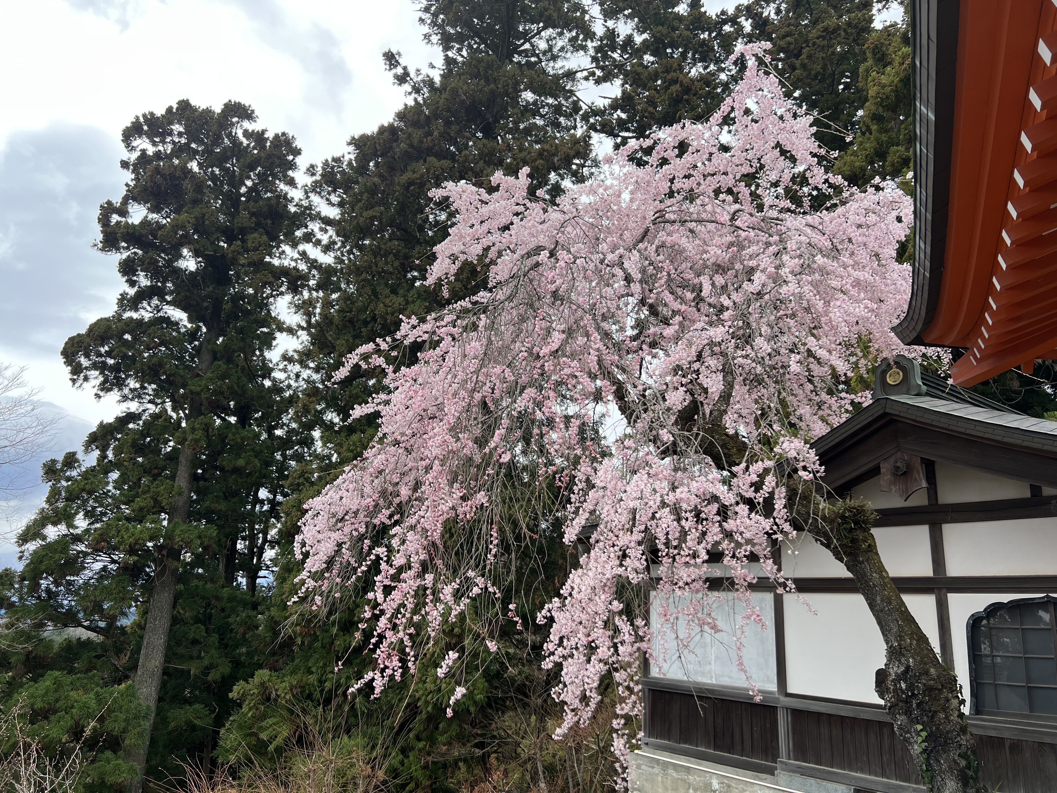 仁王門の枝垂れ桜