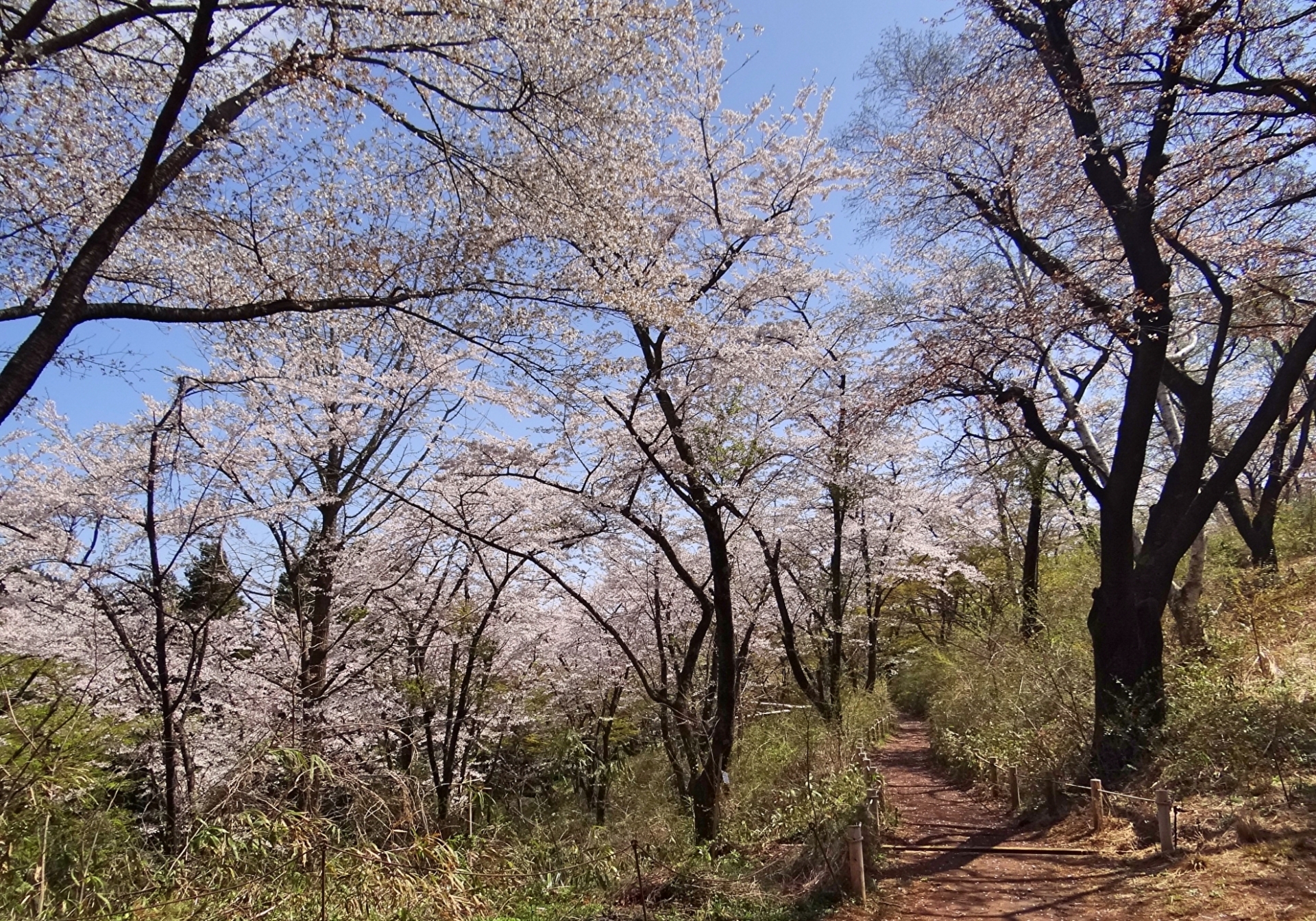一丁平の千本桜