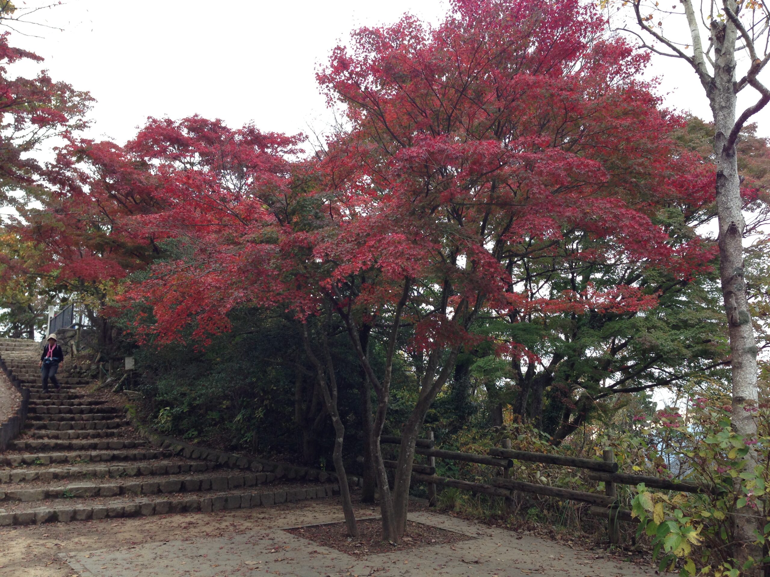 大特価！古木、山もみじ kuromojian - kuromojian added a new photo.