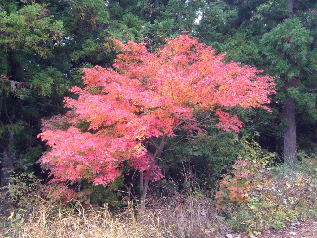 momijidai_2015_03