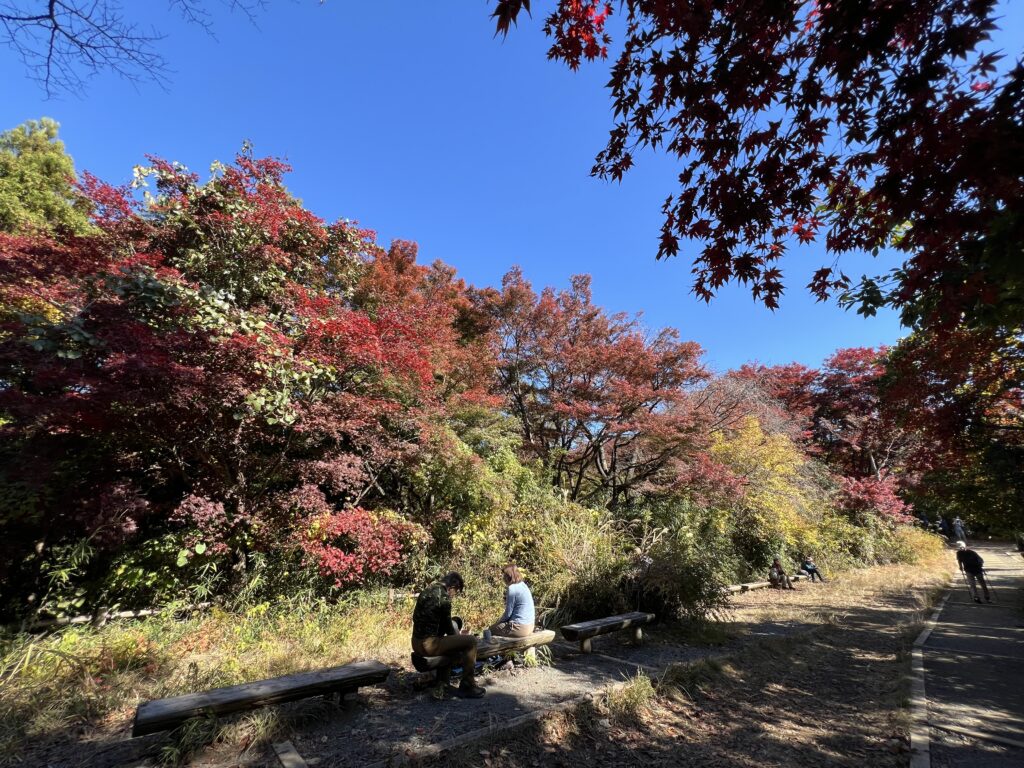 山頂の先のもみじ台。色づいたもみじの下で休む人がまばら