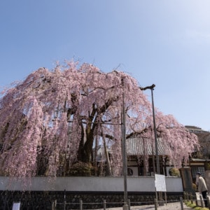 ゆるゆる高尾散歩コース③♪ JR高尾駅周辺のお寺で「超絶きれいな桜」を満喫しました！（2022/3/30）