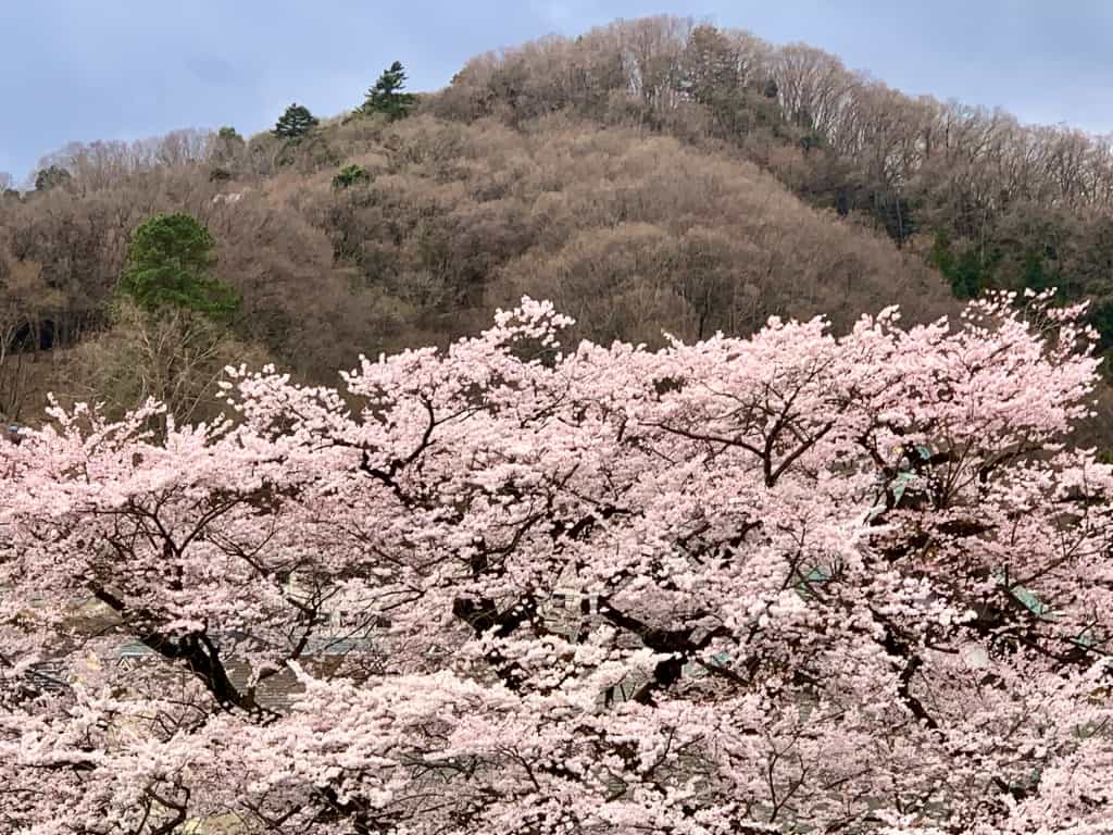 大光寺の桜